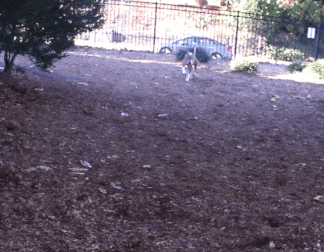 senior-shelter-dog-holiday-adoption-boss-6