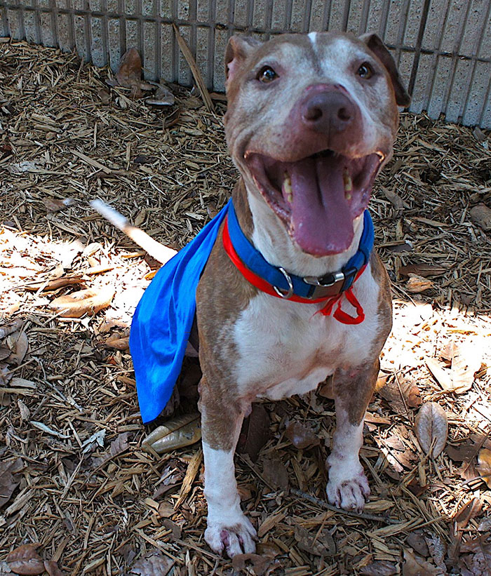 senior-shelter-dog-holiday-adoption-boss-7