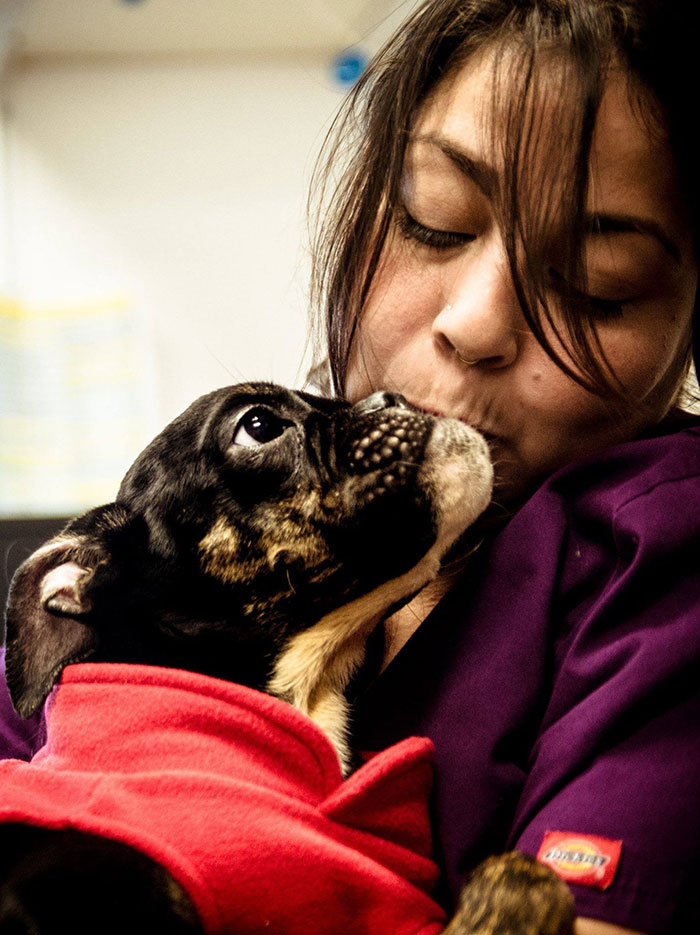 starved-dog-left-die-crate-sophie-10 starved-dog-left-die-crate-sophie-10