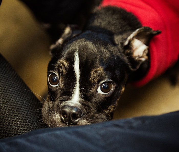 starved-dog-left-die-crate-sophie-11