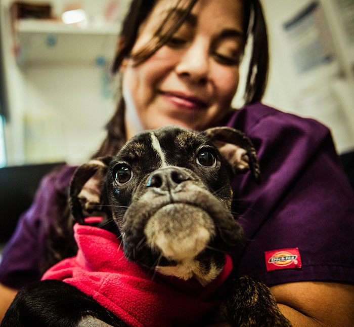 starved-dog-left-die-crate-sophie-9