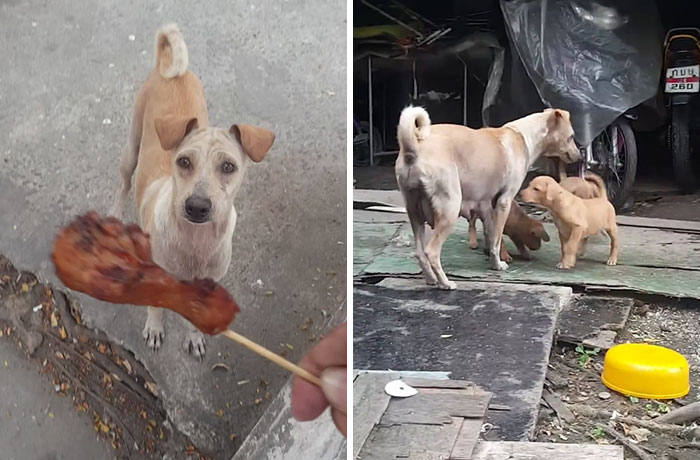 Este hombre le dio comida a un perro hambriento, pero no se lo comió, así que decidió ir tras ella