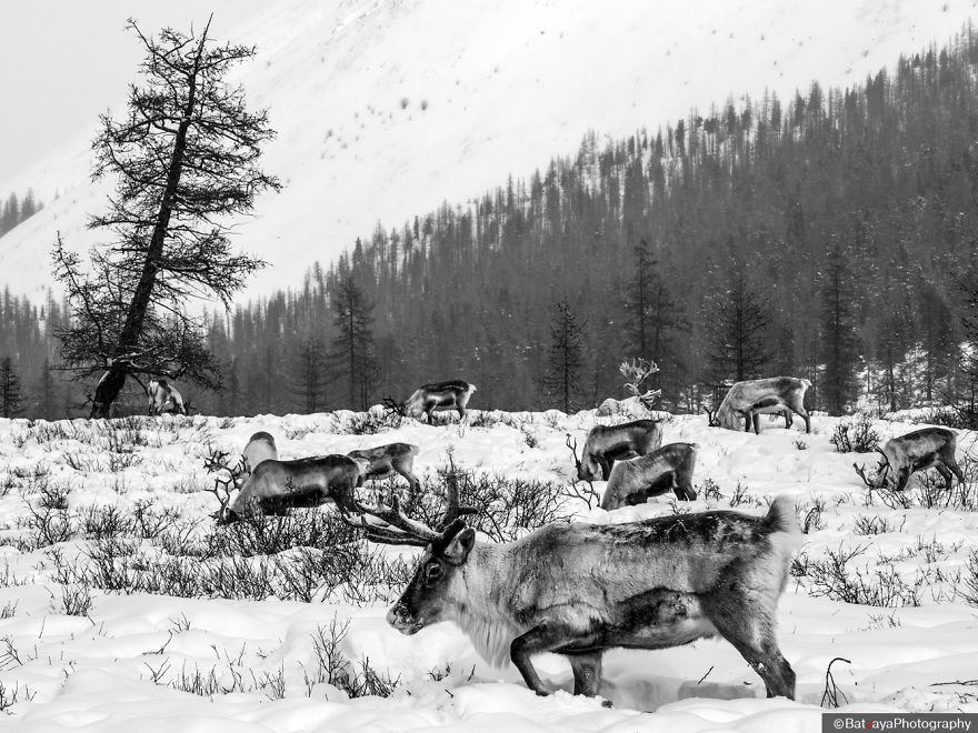 I Documented Mongolia's Mystical Tsaatan Reindeer People I Documented Mongolia's Mystical Tsaatan Reindeer People