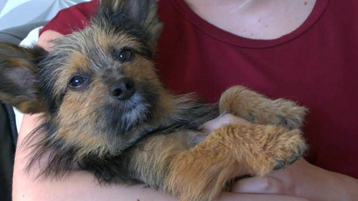 teenagers-break-legs-set-dog-fire-chunky-1 teenagers-break-legs-set-dog-fire-chunky-1