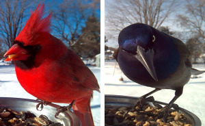 Esta mujer da de comer a los pájaros para hacerles increíbles fotos en primer plano