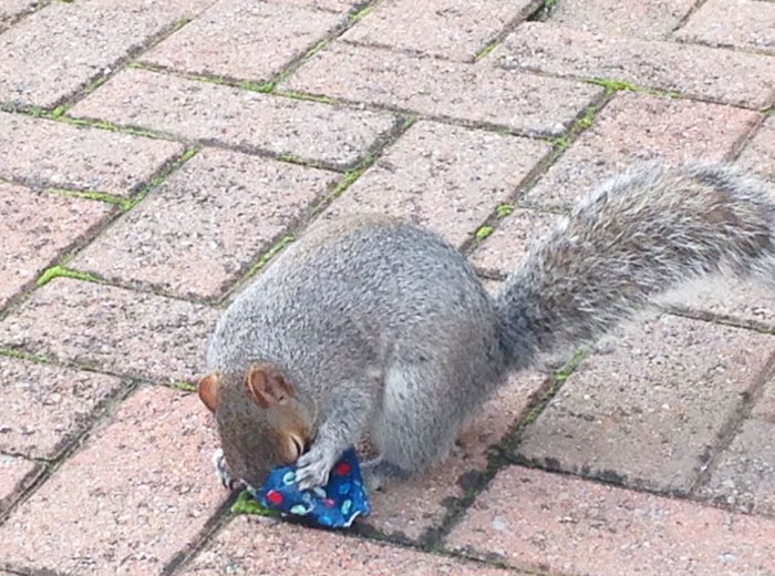 tiny-christmas-presents-squirrels-dad-4 tiny-christmas-presents-squirrels-dad-4