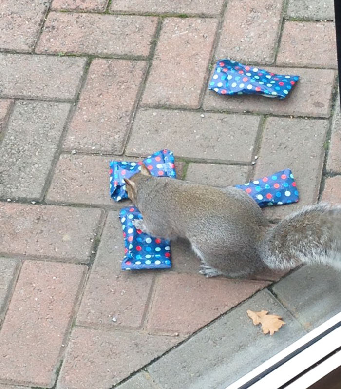 tiny-christmas-presents-squirrels-dad-5 tiny-christmas-presents-squirrels-dad-5