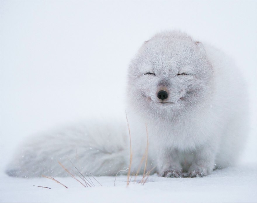 Winter Fox Photography