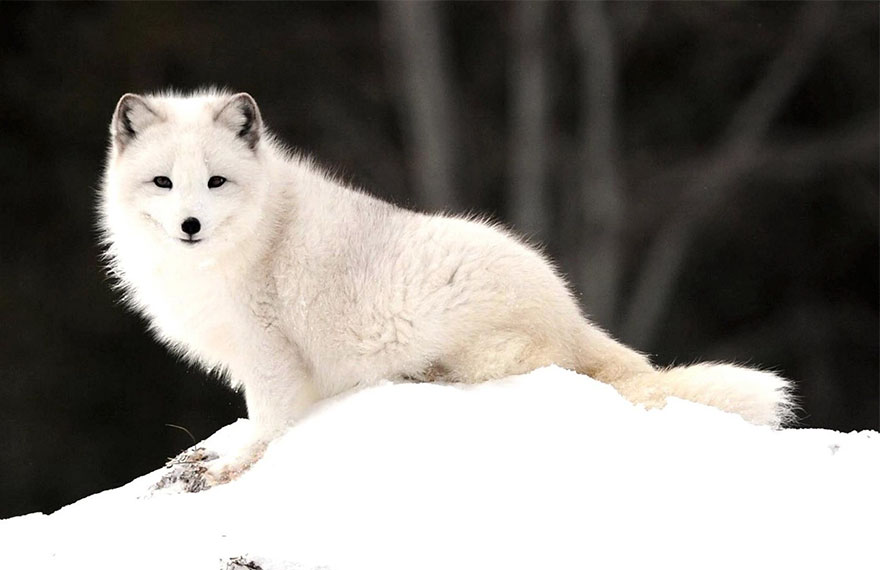 Winter Fox Photography