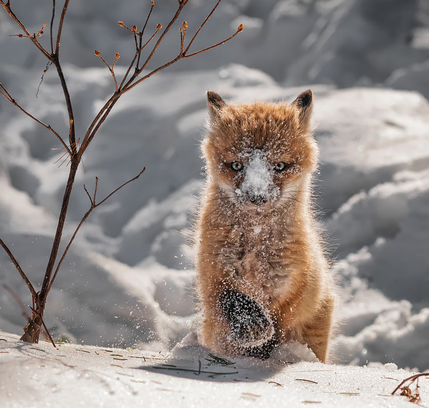 Winter Fox Photography
