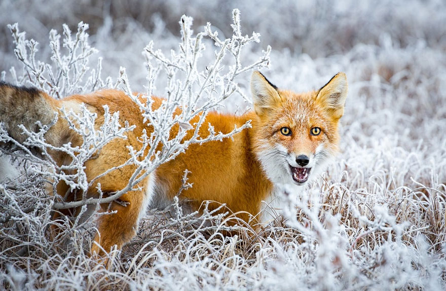 Winter Fox Photography