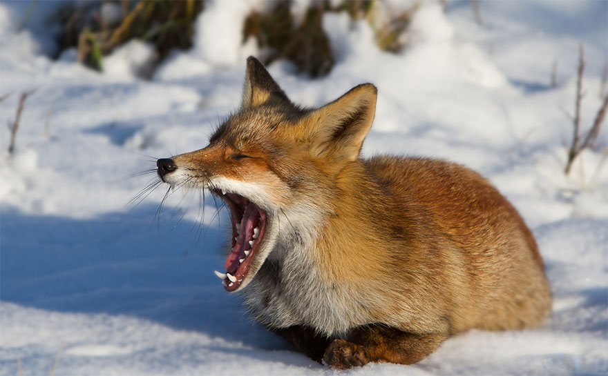 Winter Fox Photography