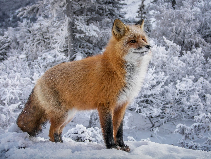 Winter Fox Photography