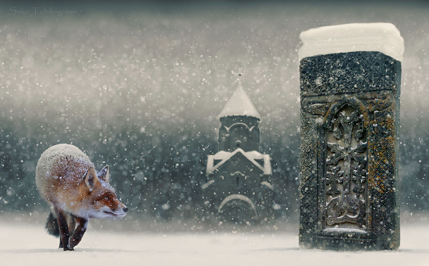 Winter Fox Photography