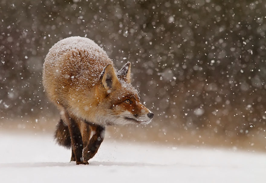 Winter Fox Photography