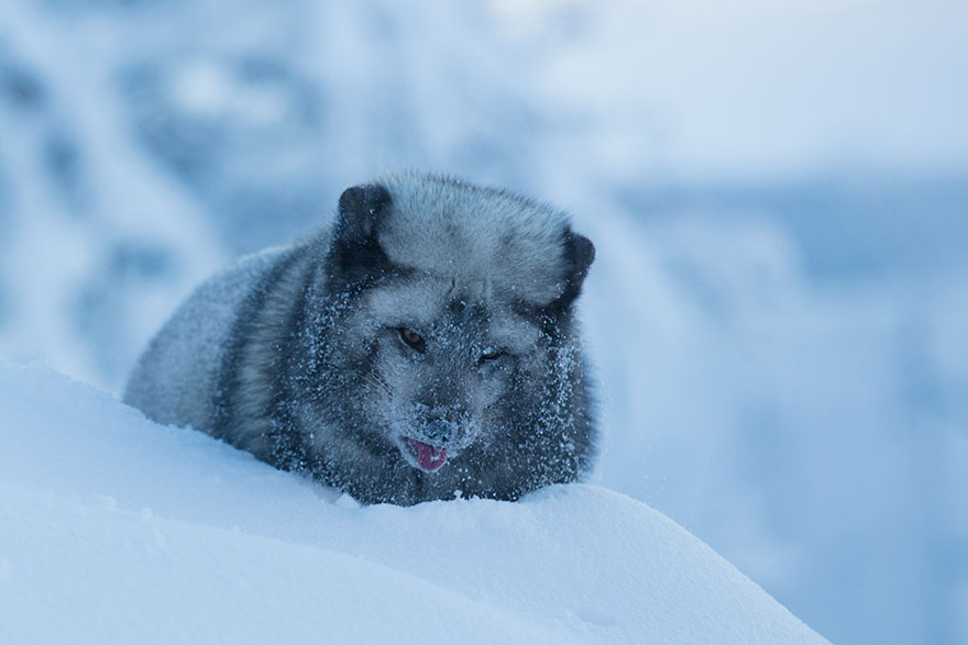 Winter Fox Photography