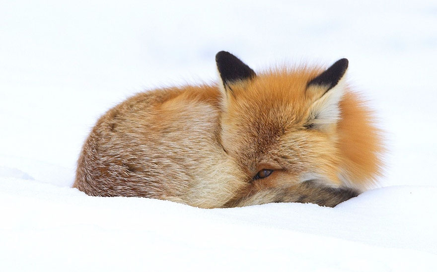 Winter Fox Photography