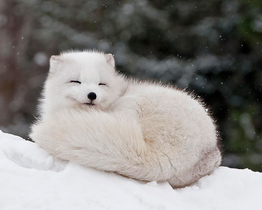 Winter Fox Photography