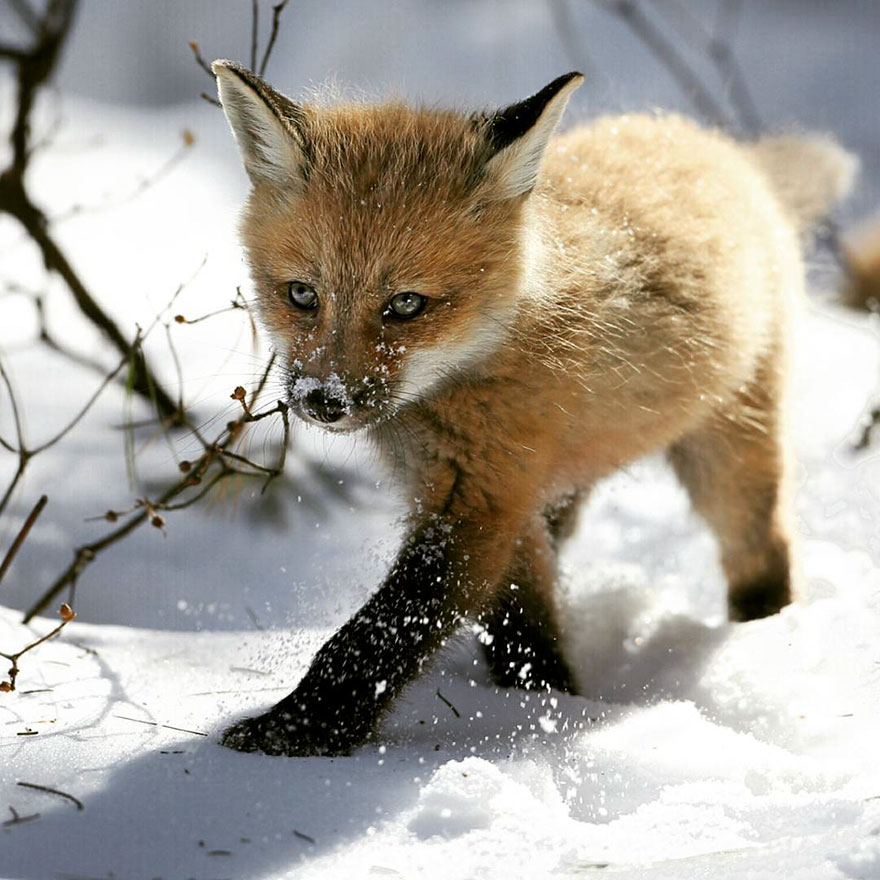 Winter Fox Photography