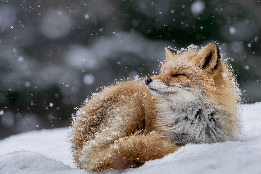 Winter Fox Photography