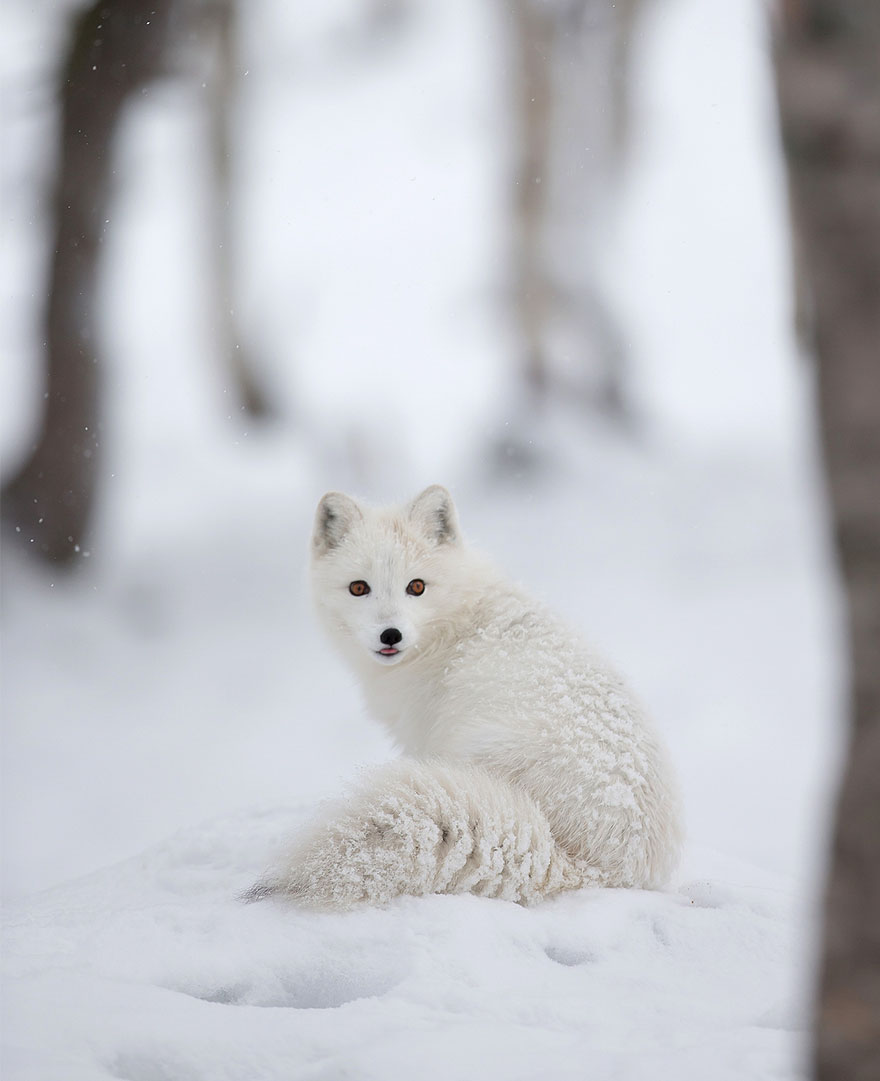 Winter Fox Photography