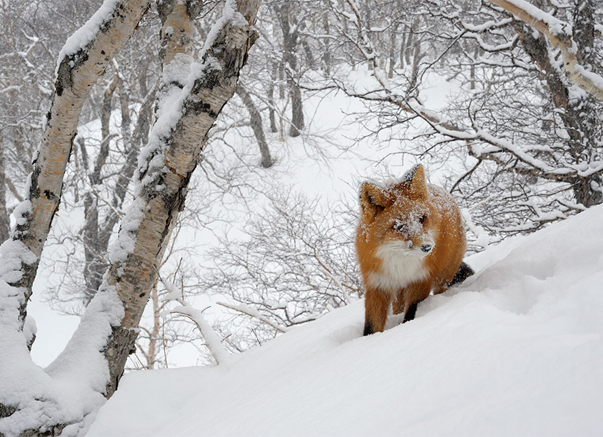 Winter Fox Photography