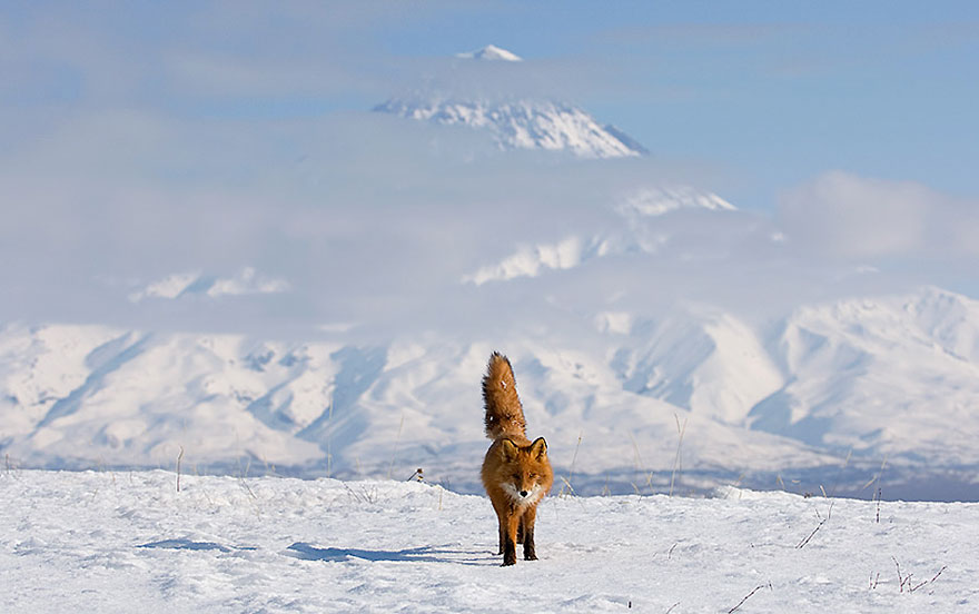 Winter Fox Photography