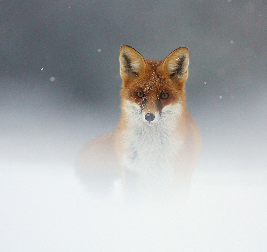 Winter Fox Photography