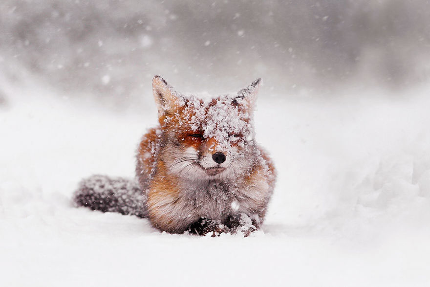 Winter Fox Photography