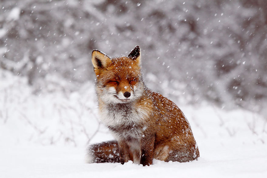 Winter Fox Photography