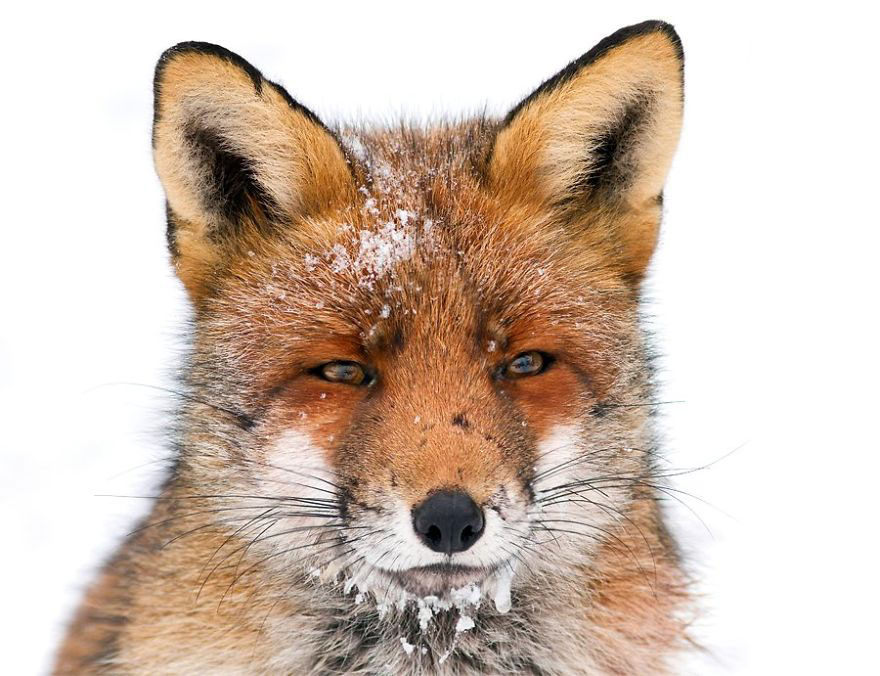 Winter Fox Photography