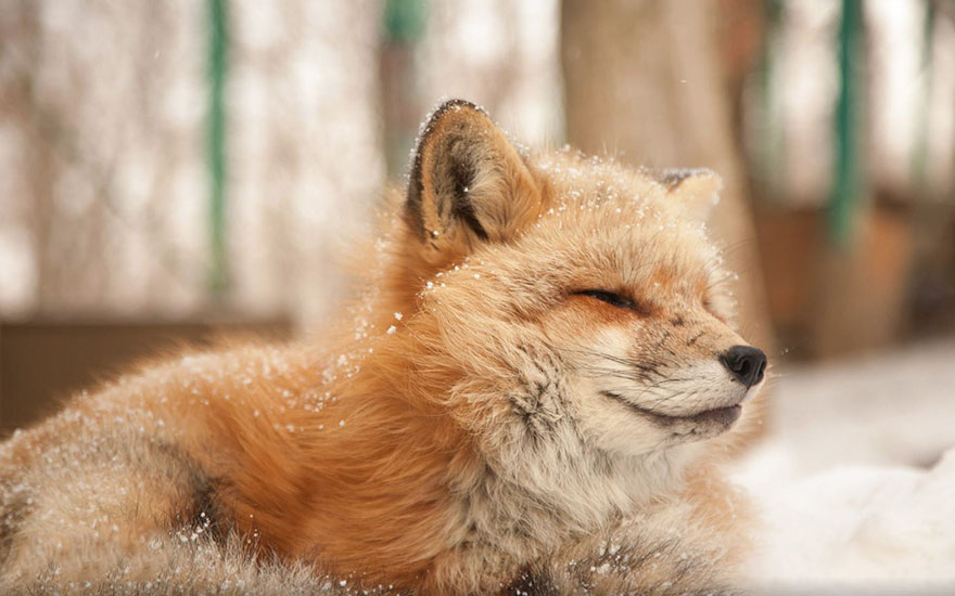 Winter Fox Photography