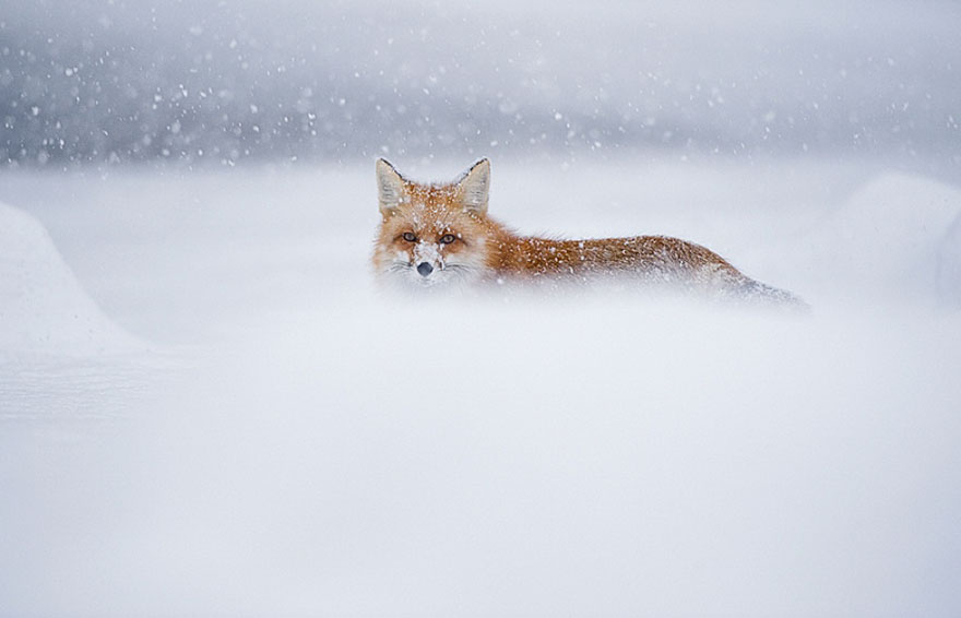 Winter Fox Photography