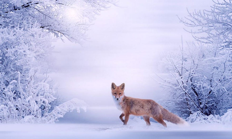 Winter Fox Photography