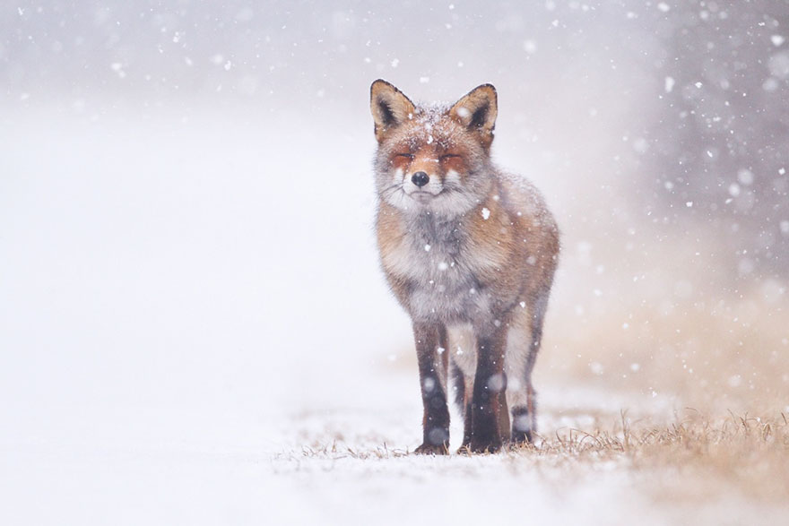 Winter Fox Photography
