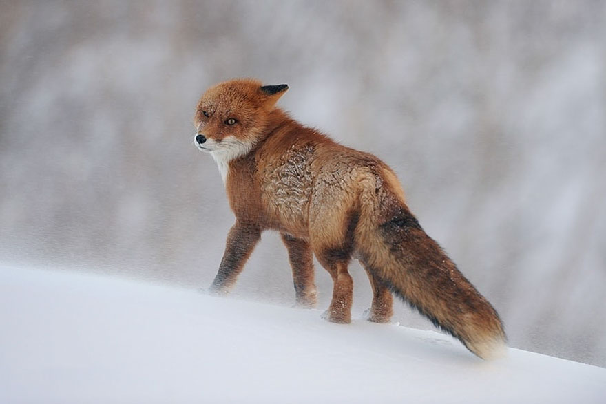 Winter Fox Photography