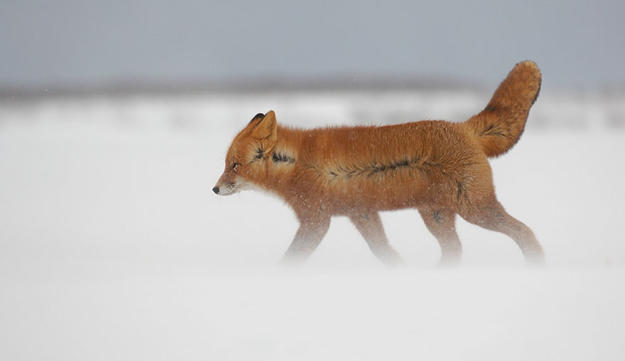 Winter Fox Photography