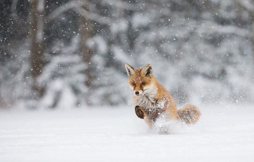 Winter Fox Photography