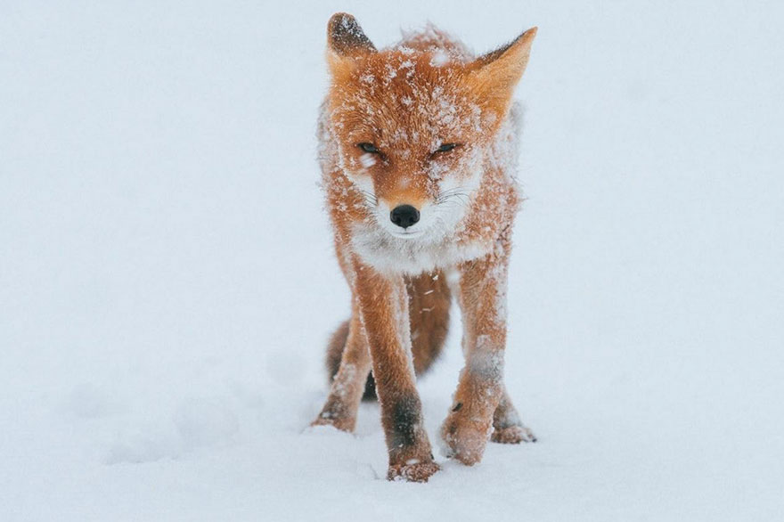 Winter Fox Photography