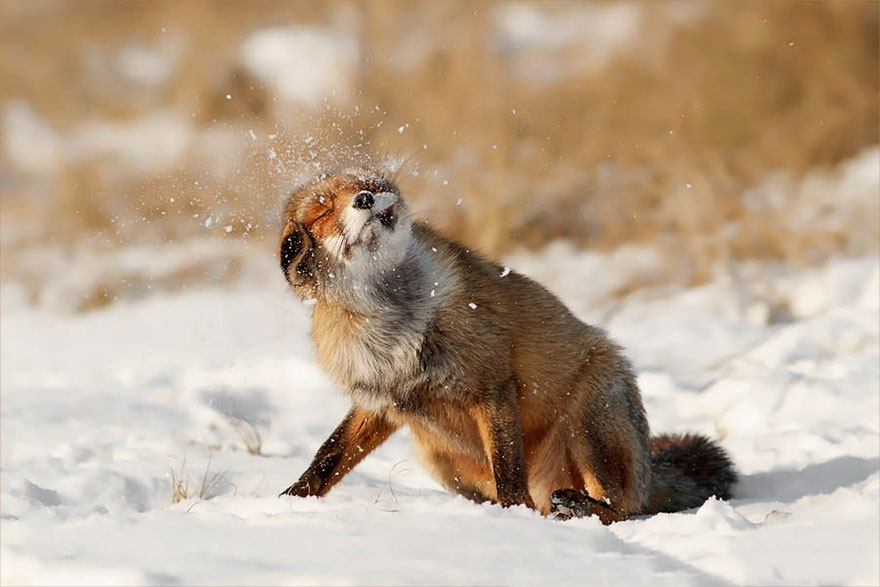 Winter Fox Photography