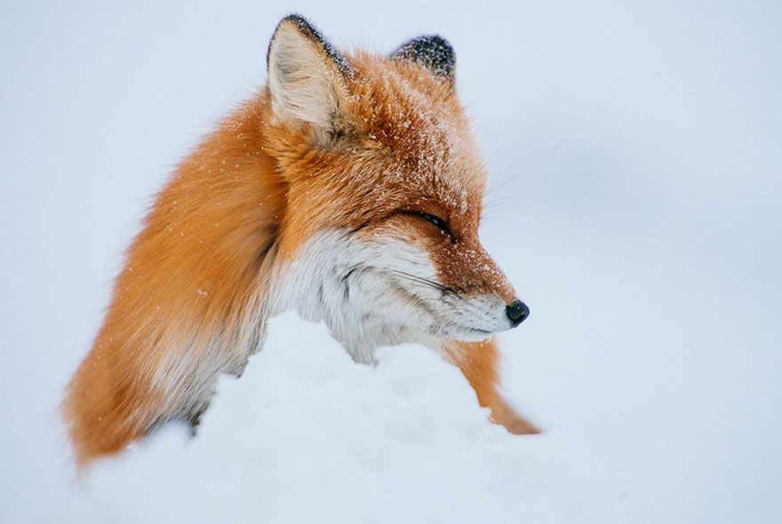 Winter Fox Photography
