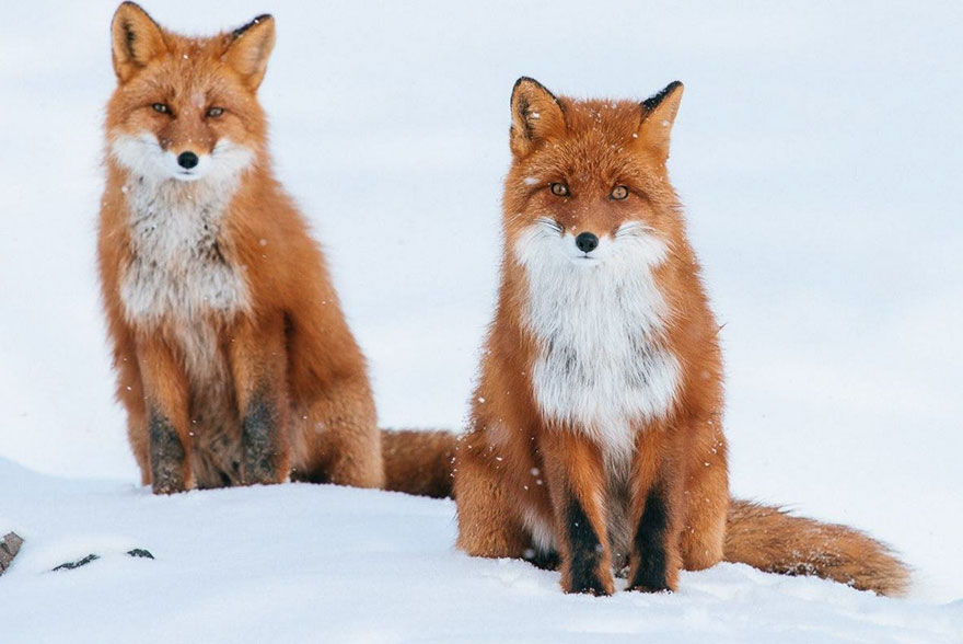 Winter Fox Photography