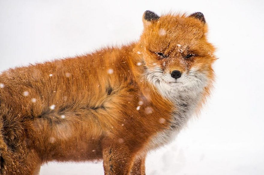 Winter Fox Photography