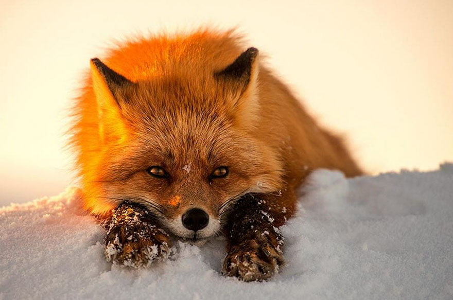 Winter Fox Photography