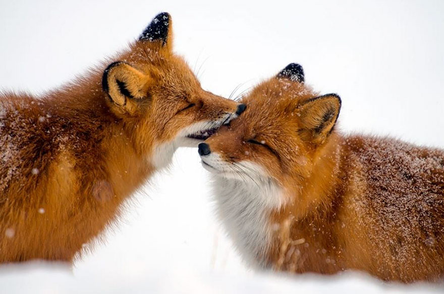 Winter Fox Photography