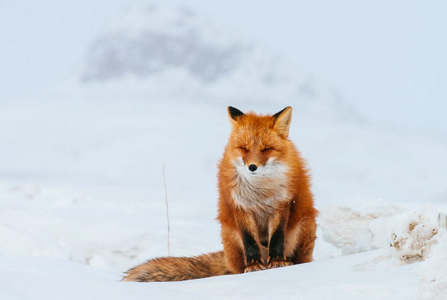 Winter Fox Photography
