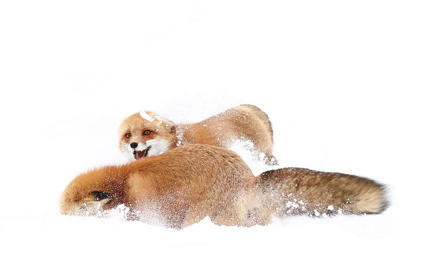 Winter Fox Photography