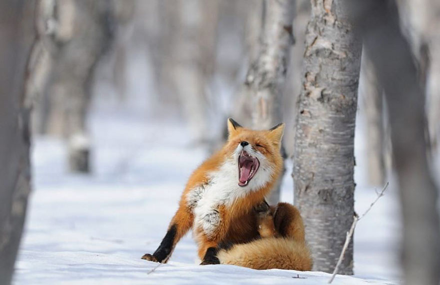 Winter Fox Photography