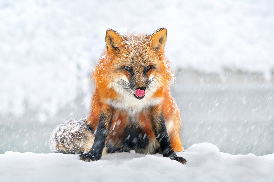 Winter Fox Photography