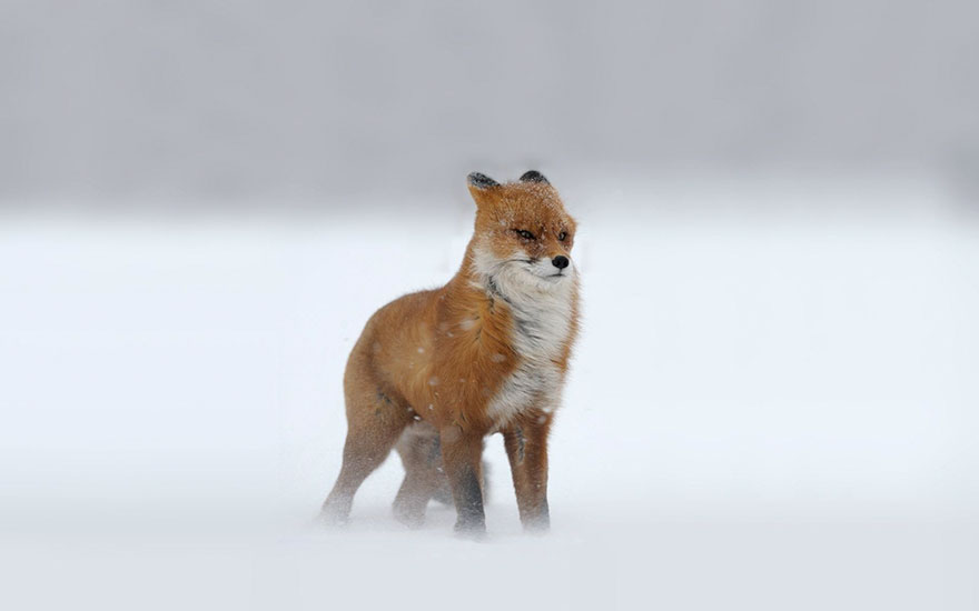 Winter Fox Photography